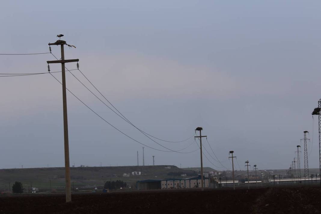 O kentte yüksek gerilim hattı direklerinde şoke eden görüntüler! 5 bin kilometre yoldan geldiler 7
